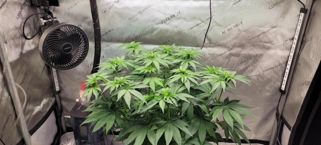 4th Coco grow. Week 8