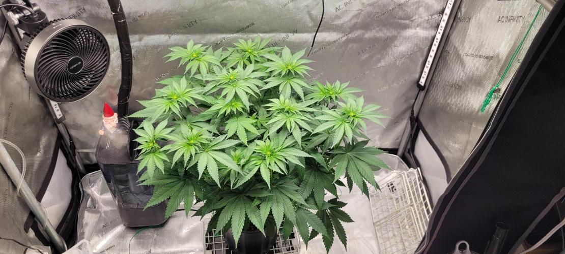 4th Coco grow. Week 8