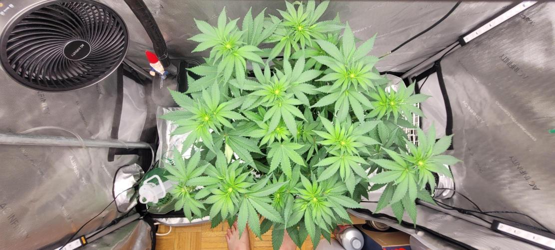 4th Coco grow. Week 8