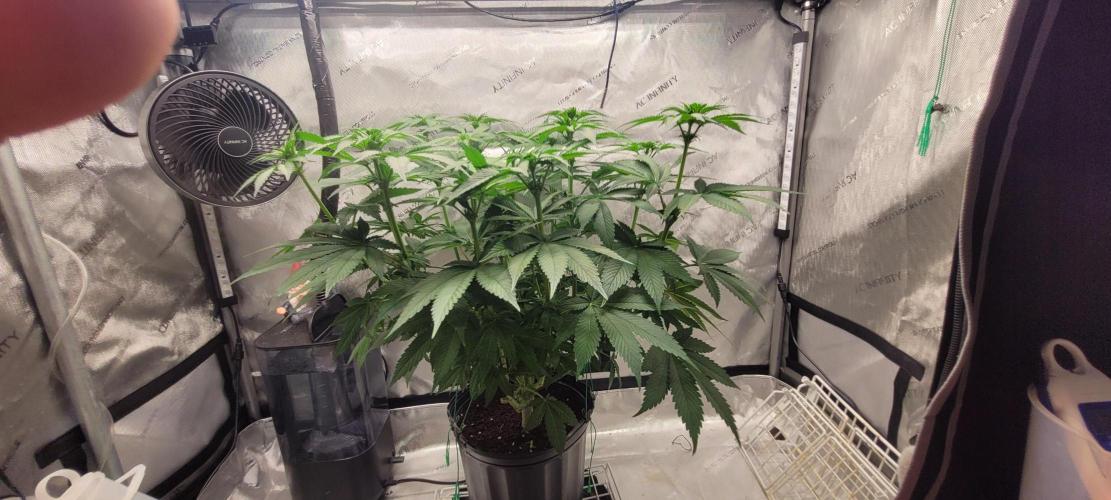4th Coco grow. Week 8