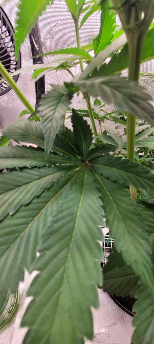4th Coco grow. Week 8