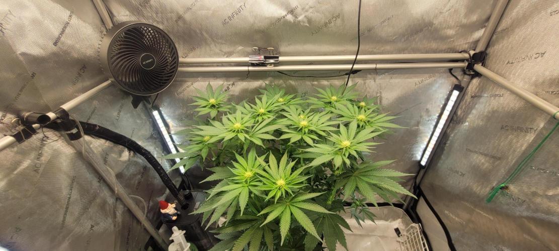 4th Coco grow. Week 9