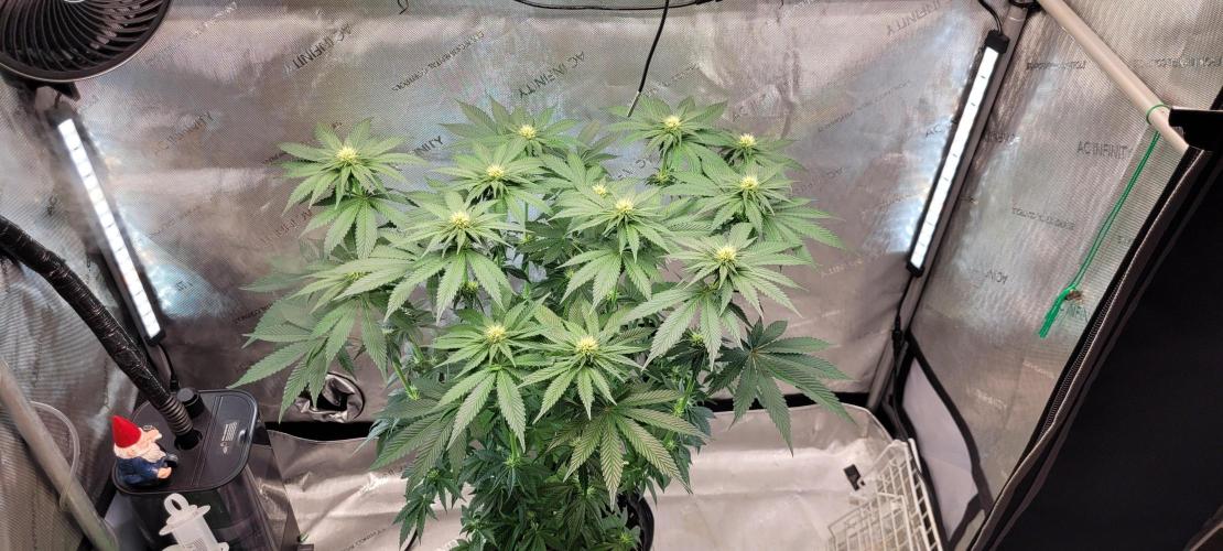 4th Coco grow. Week 9