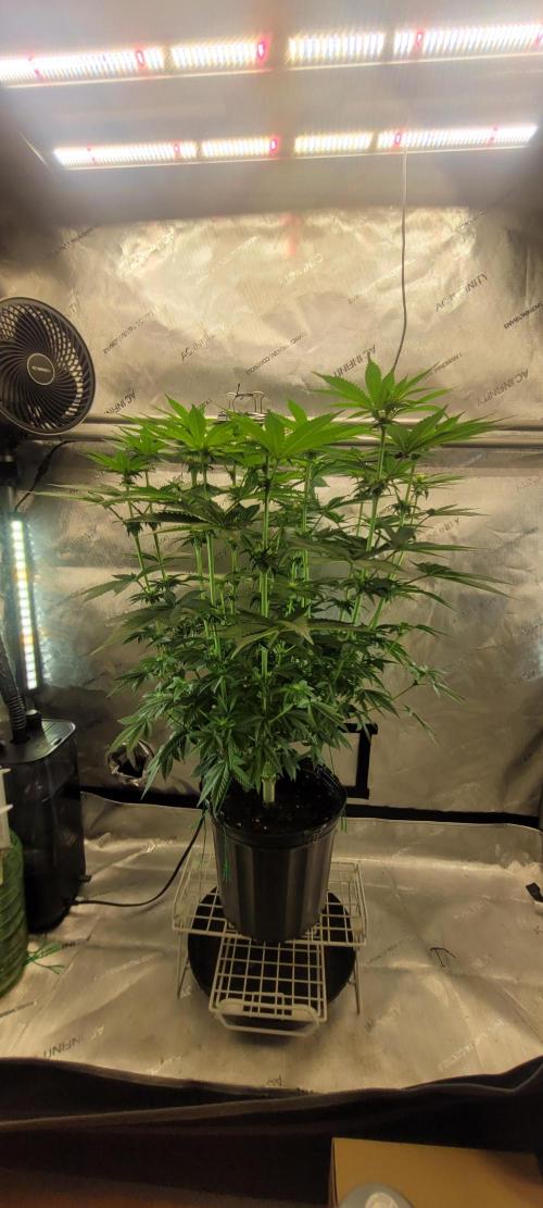 4th Coco grow. Week 9