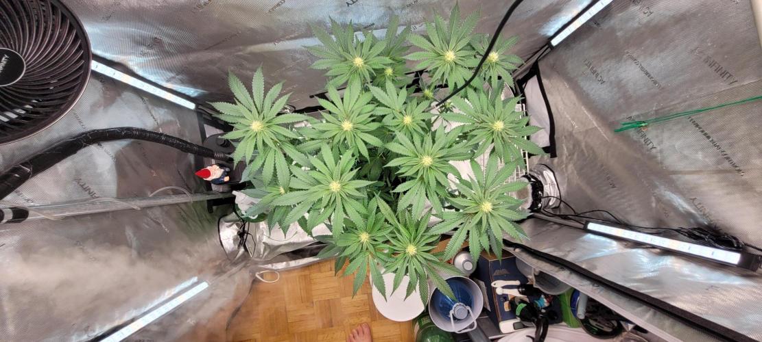 4th Coco grow. Week 9