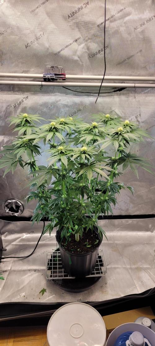 4th Coco grow. Week 9