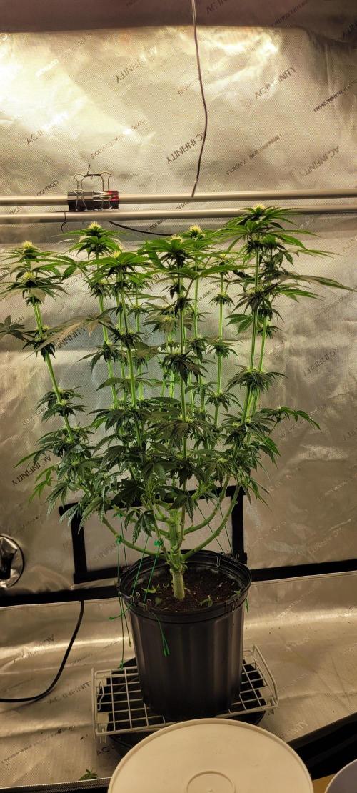 4th Coco grow. Week 9