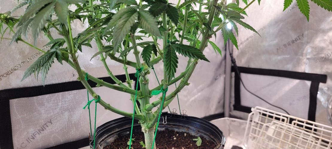 4th Coco grow. Week 9
