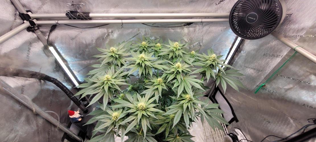 4th Coco grow. Week 10