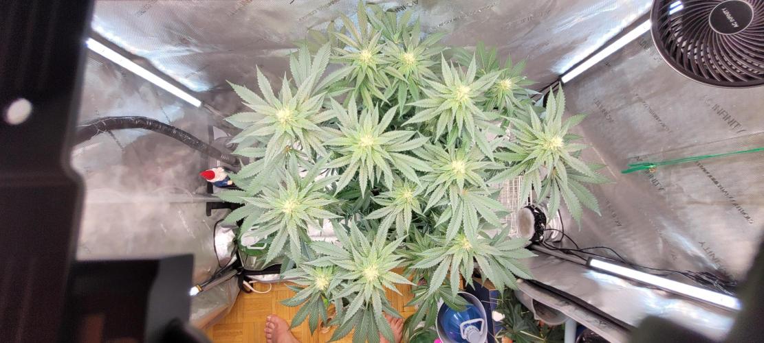 4th Coco grow. Week 10