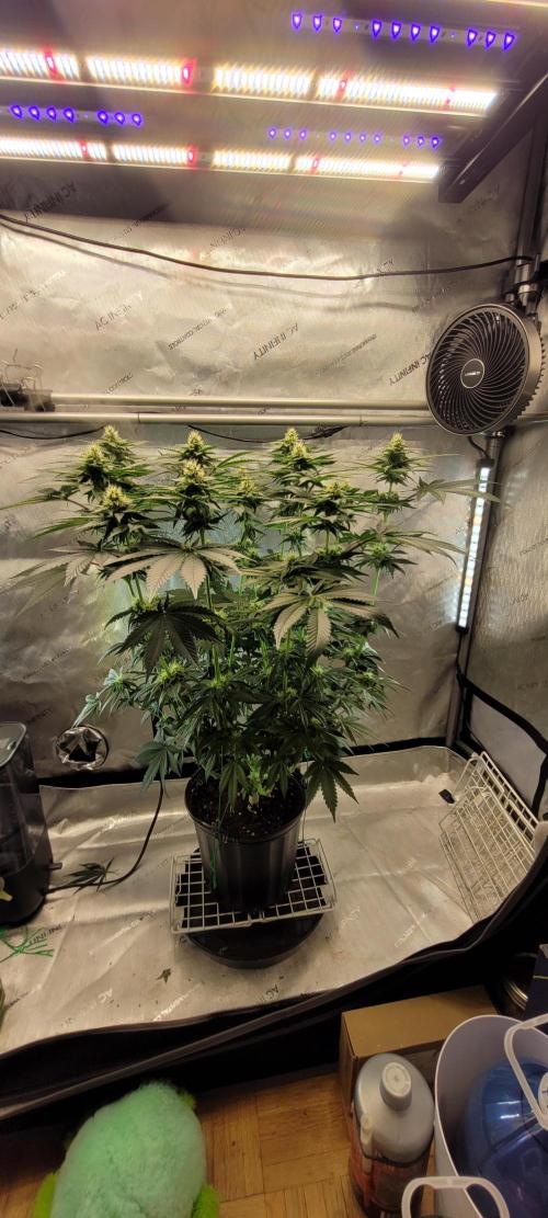 4th Coco grow. Week 10