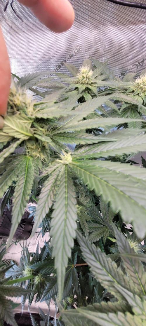 4th Coco grow. Week 10
