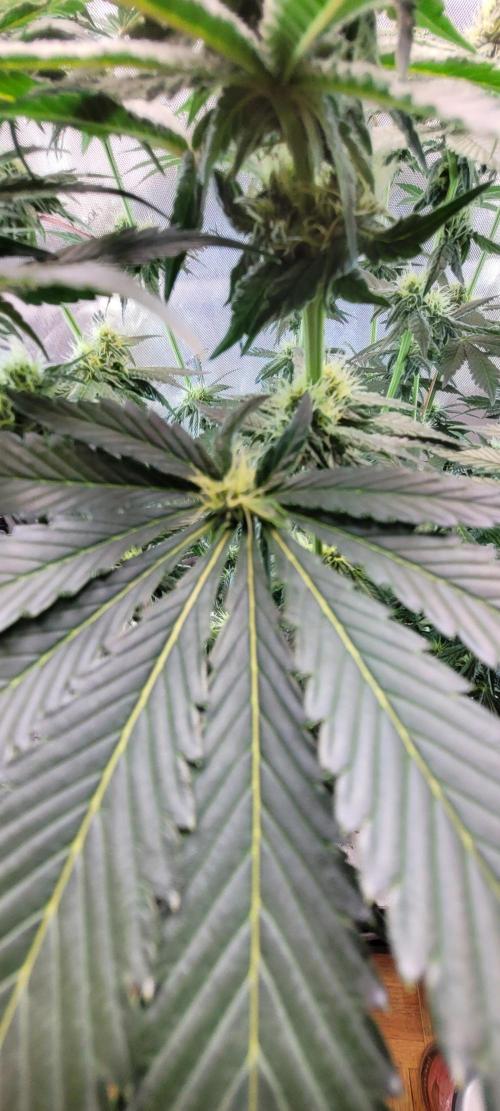 4th Coco grow. Week 10