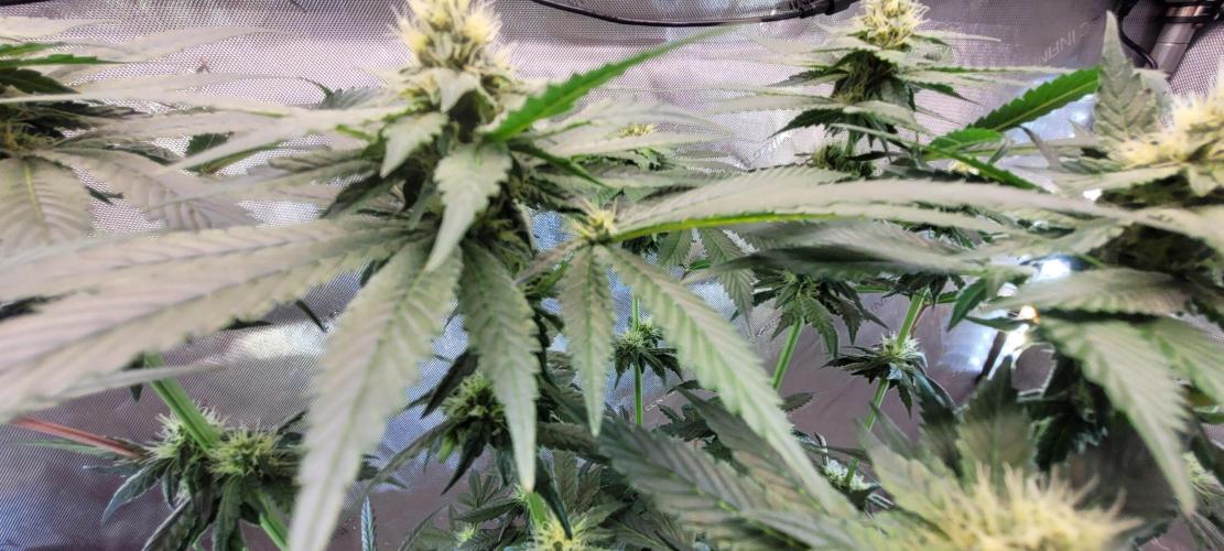 4th Coco grow. Week 10