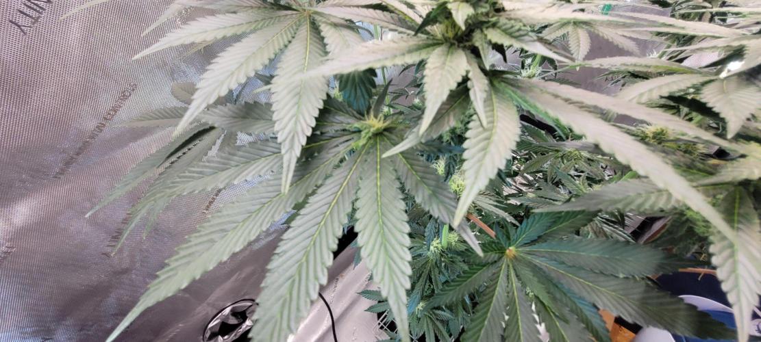 4th Coco grow. Week 10