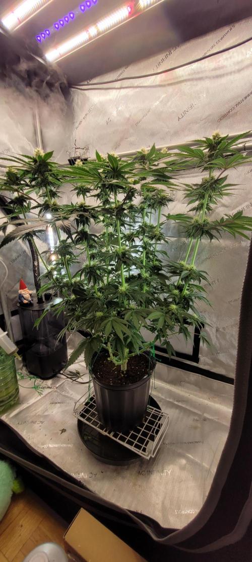 4th Coco grow. Week 10