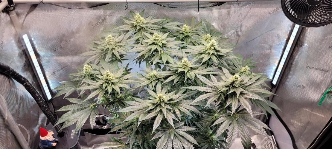 4th Coco grow. Week 11