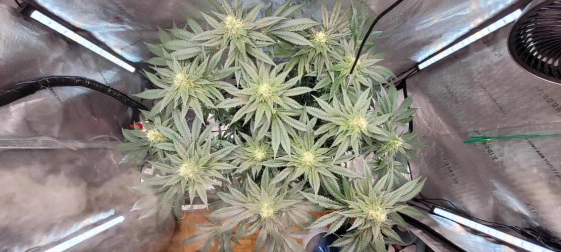 4th Coco grow. Week 11