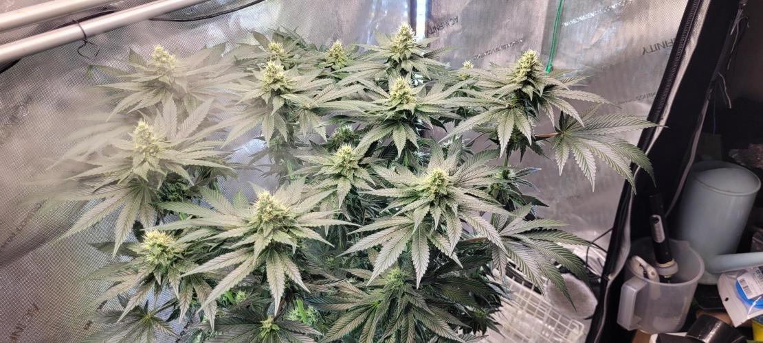 4th Coco grow. Week 11