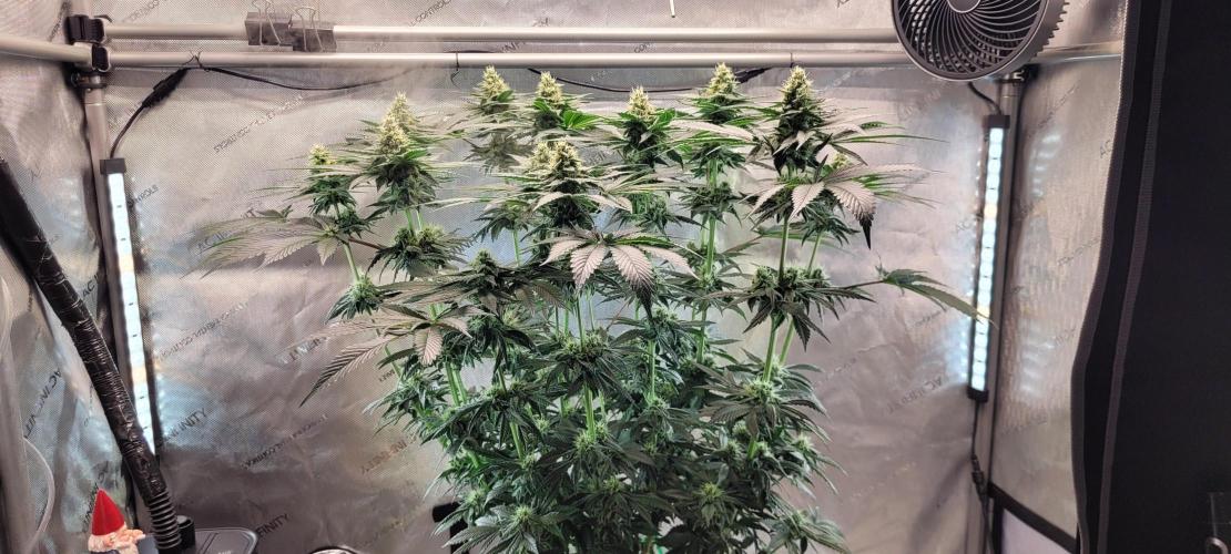 4th Coco grow. Week 11