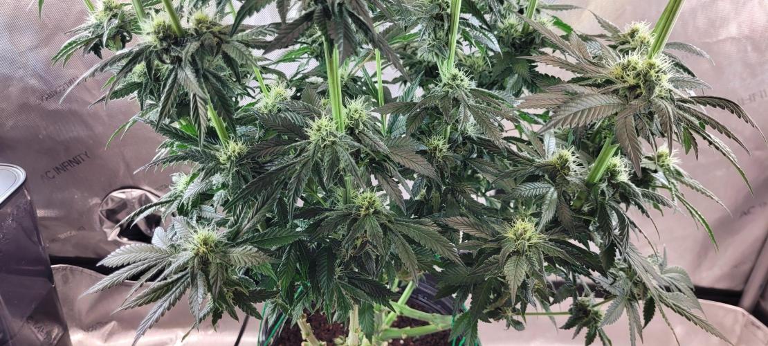 4th Coco grow. Week 11