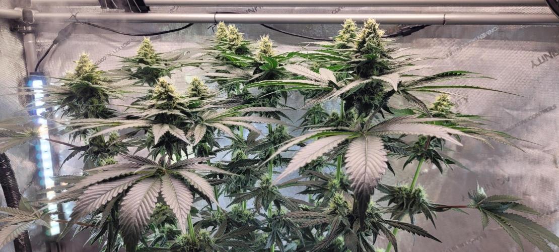 4th Coco grow. Week 11