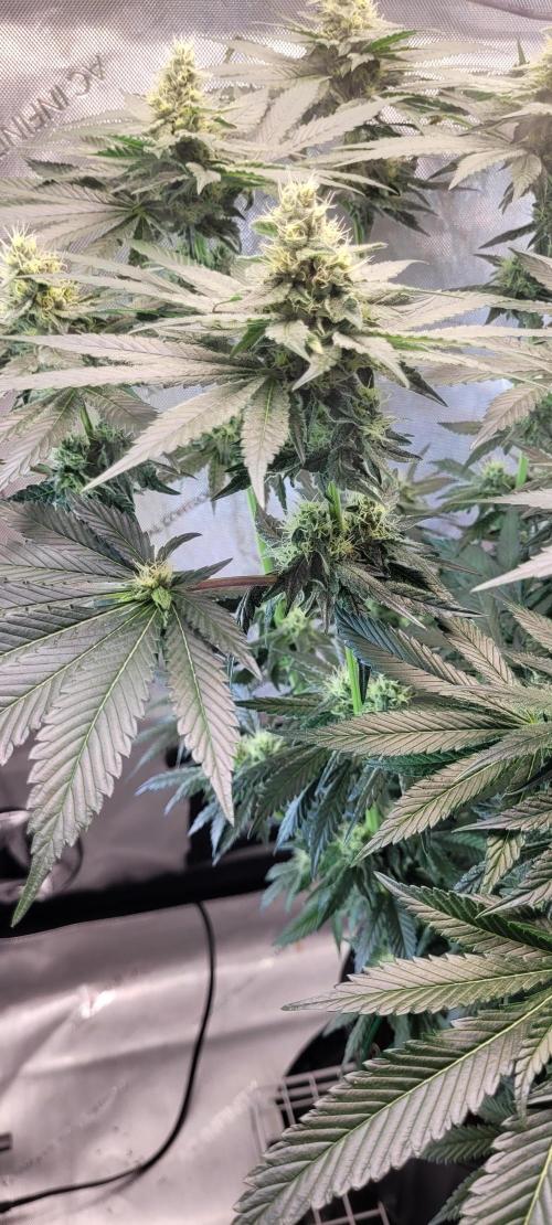 4th Coco grow. Week 11