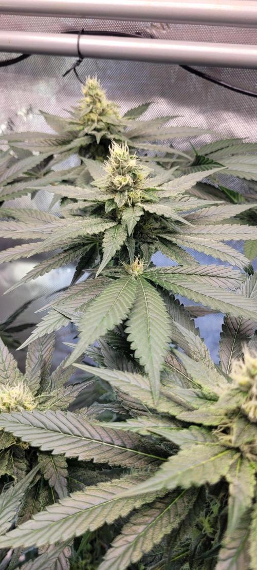 4th Coco grow. Week 11
