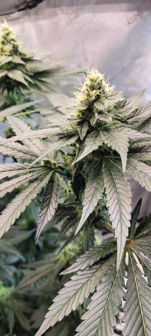 4th Coco grow. Week 11