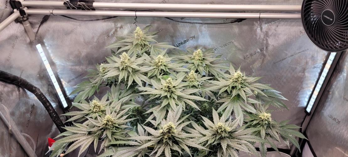4th Coco grow. Week 12