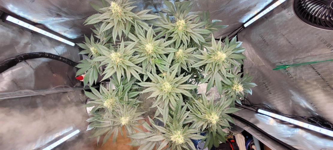 4th Coco grow. Week 12