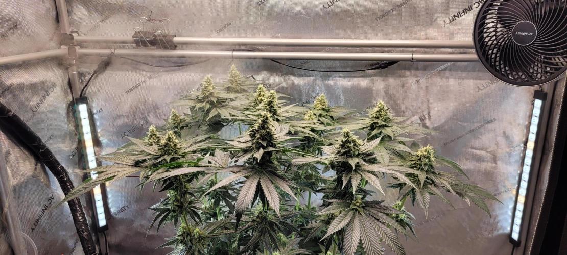 4th Coco grow. Week 12