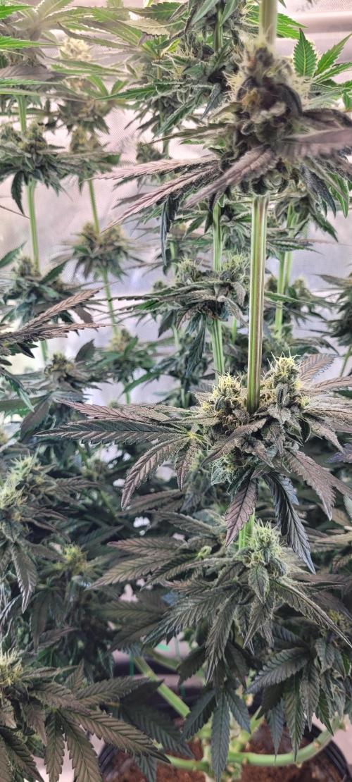4th Coco grow. Week 12