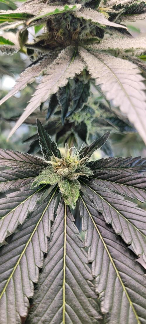 4th Coco grow. Week 12