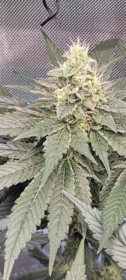 4th Coco grow. Week 12