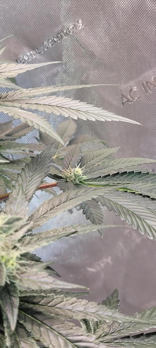 4th Coco grow. Week 12