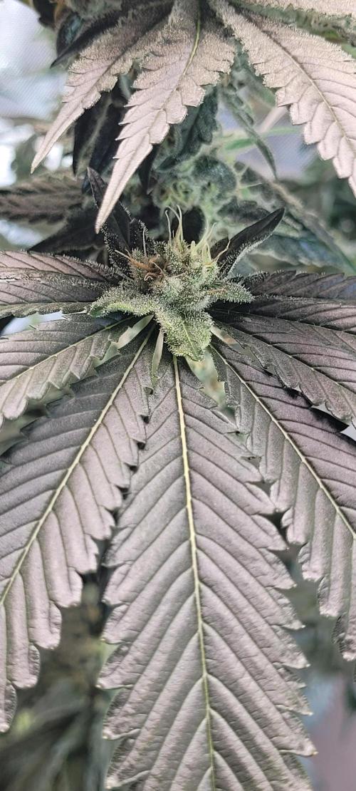 4th Coco grow. Week 13
