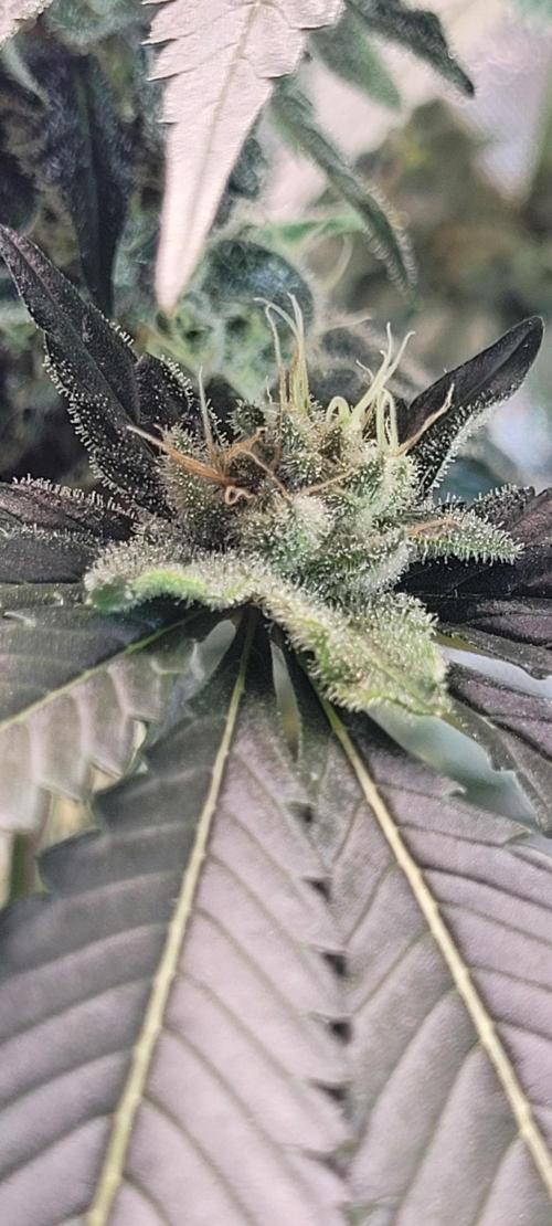 4th Coco grow. Week 13