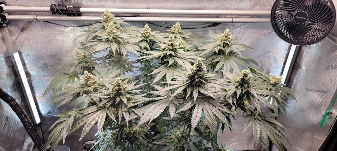 4th Coco grow. Week 13
