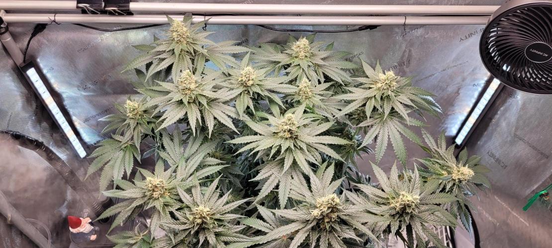 4th Coco grow. Week 13
