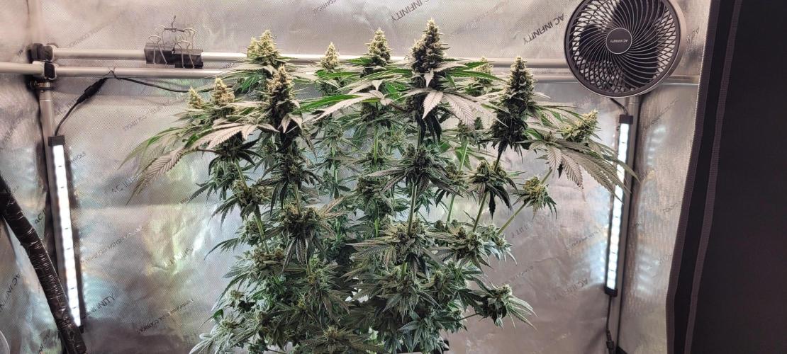 4th Coco grow. Week 13