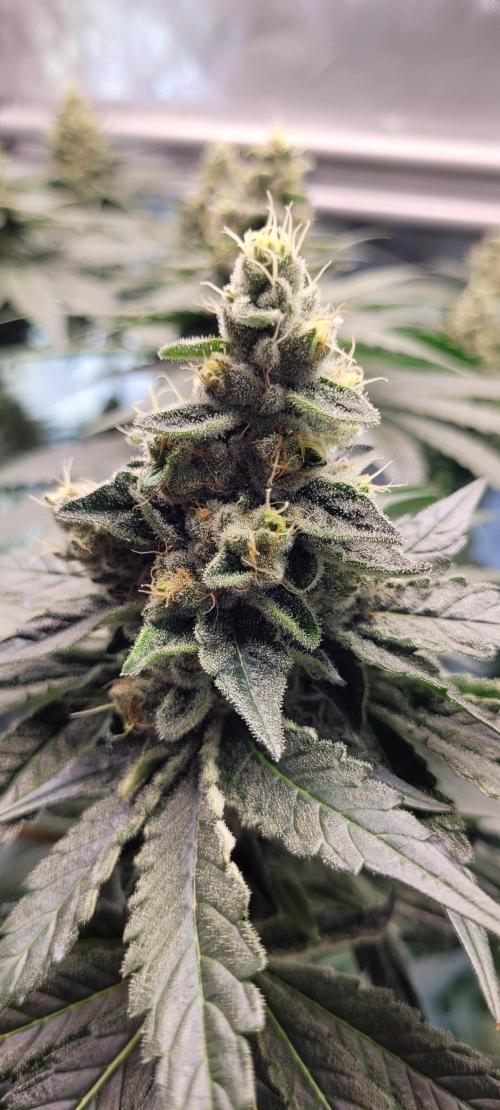 4th Coco grow. Week 13