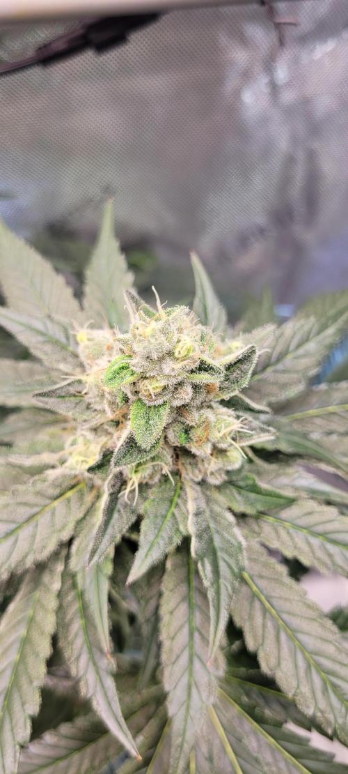 4th Coco grow. Week 13