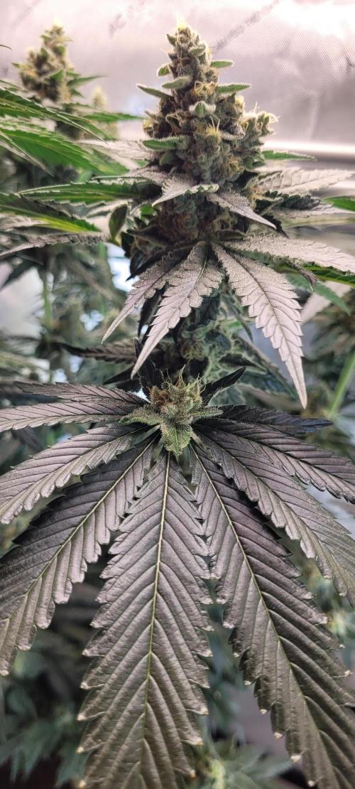 4th Coco grow. Week 13