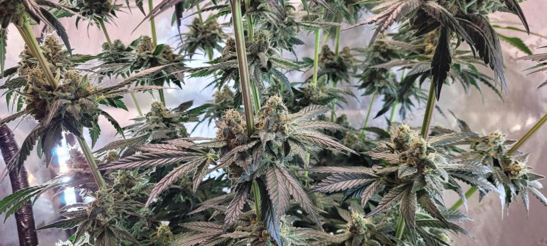 4th Coco grow. Week 13