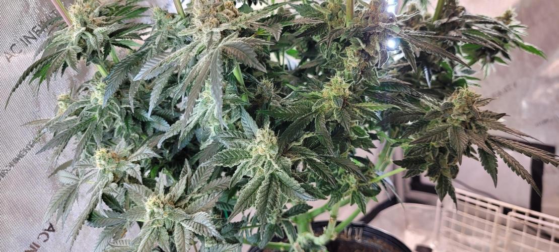 4th Coco grow. Week 13