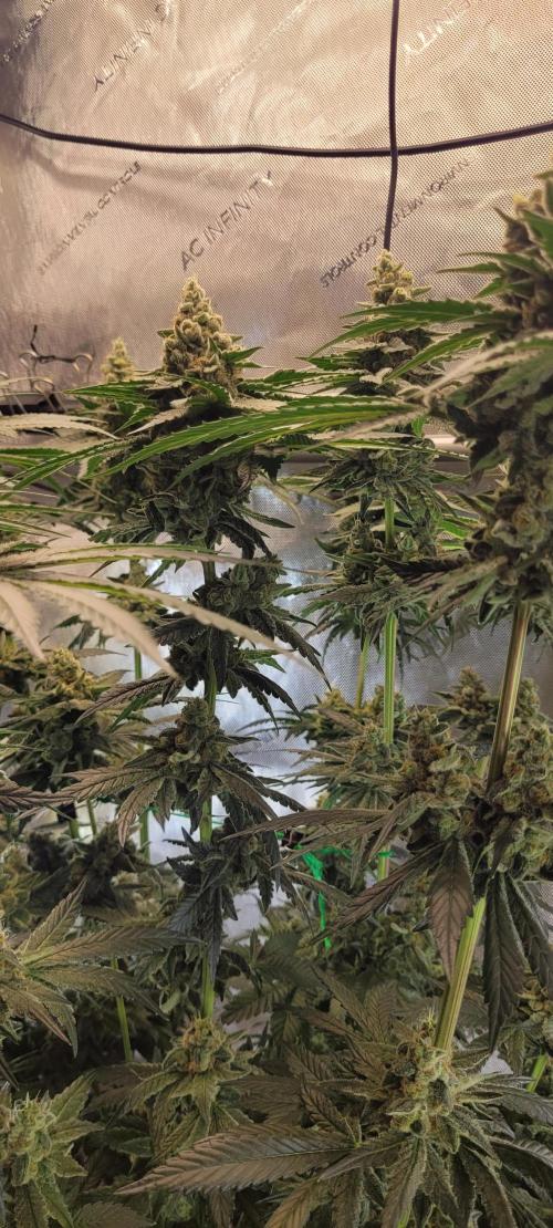 4th Coco grow. Week 14