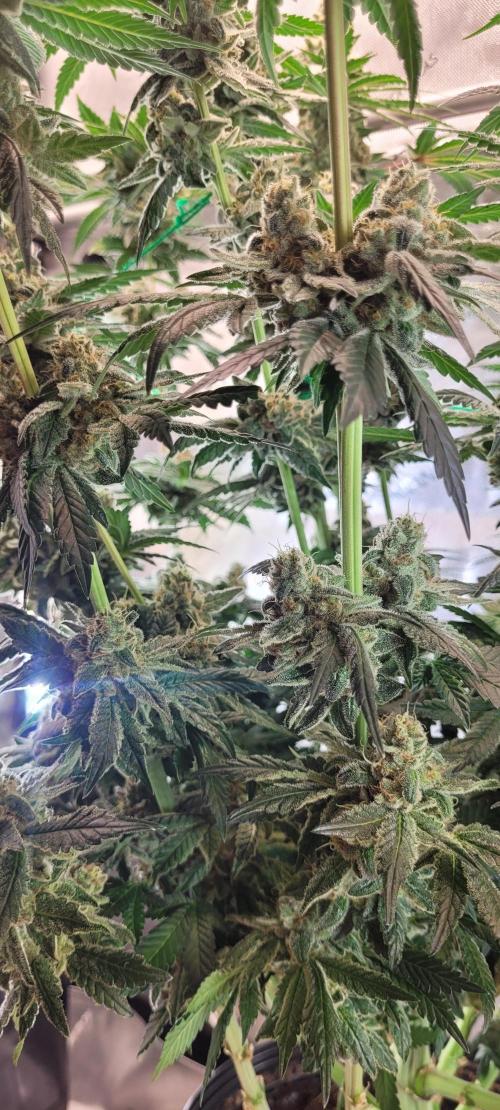 4th Coco grow. Week 14