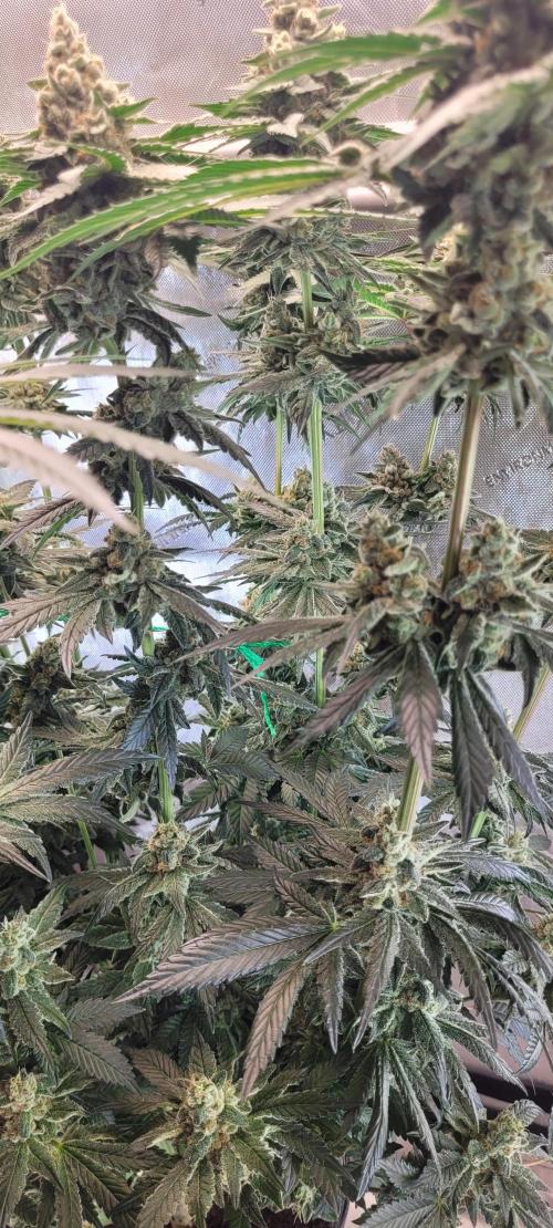 4th Coco grow. Week 14