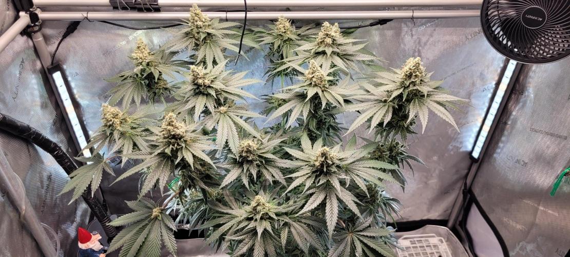 4th Coco grow. Week 14